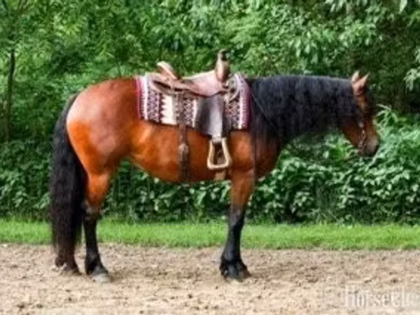 Égua, Friesian