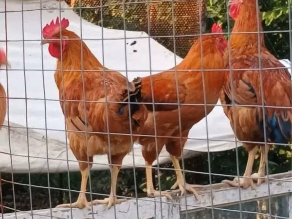 Chickens — Arménie