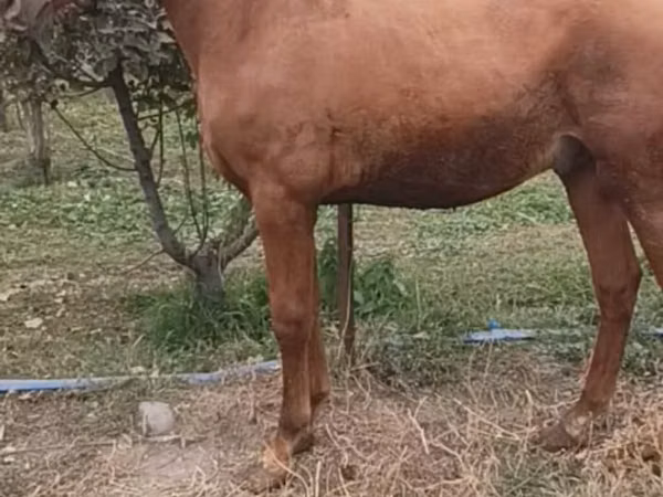 公马, Horses