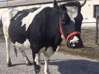 Vaca, Russian Black pied cattle — foto 3