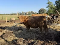 Krowa, Highland — zdjęcie 2