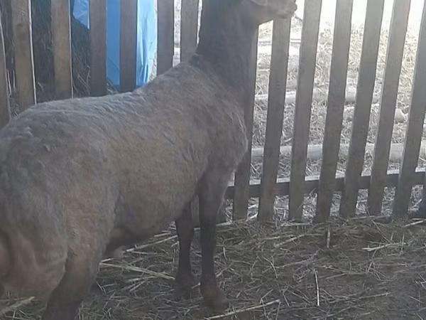 *🐏 SATILIR - Tumluq Qoç* ✅ 1 baş - Tumluq qoç ✅ Sağlam, baxımlı