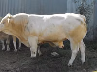 Бұқа, Blonde d’Aquitane cattle — 4-сурет