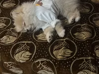 Cins: Pomeranian (Boo tipli) Rəng: Krem/açıq şaftalı Ölçü: Kiçik — 照片 2