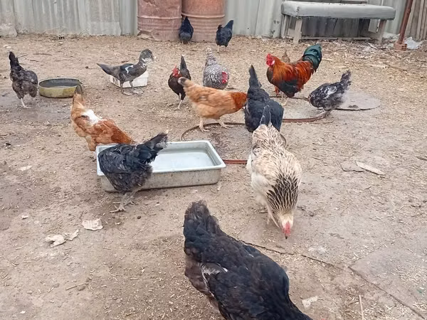 Chickens — Azerbaïdjan