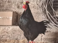 Australorp — foto 5