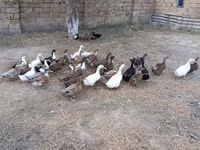 Německý pekin — foto 5