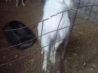 Ешкі, Alpine goat — 4-сурет