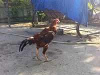 Chickens — zdjęcie 1