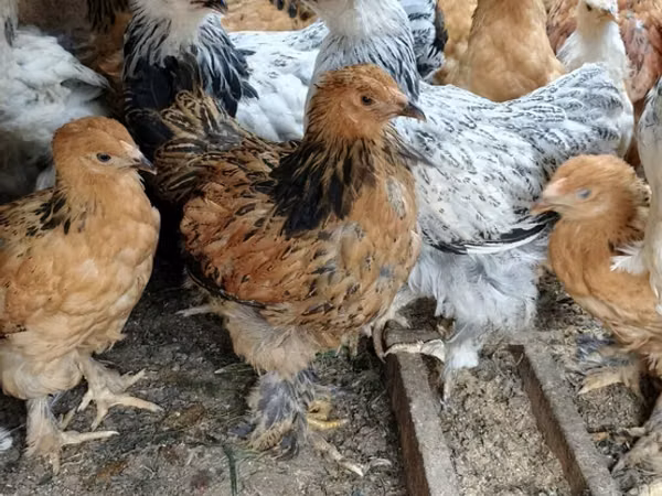 Brahma