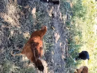 Chickens — foto 1