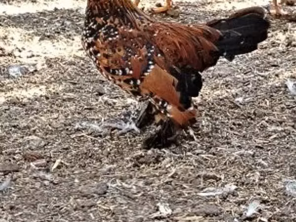 Danimarka tavuğu