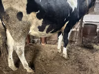 雌牛, Russian Black pied cattle — 写真 1