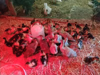 Ducks — foto 4