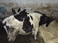 காளை, Russian Black pied cattle — புகைப்படம் 2