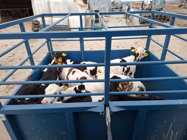 母牛, Holstein breed