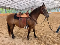 Yegua, Appaloosa — foto 1