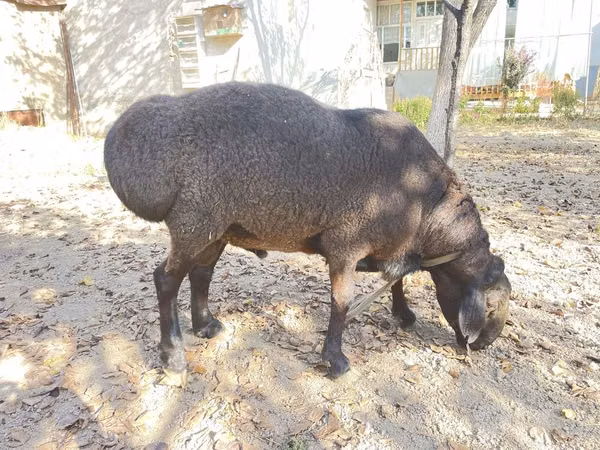 ஆண் ஆடு, Hissar sheep