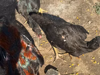 Chickens — Foto 3
