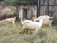Ziegenbock, Ziegen — Foto 2