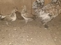 Жапон бентам — 7-сурет