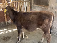 母牛, Cattle — 照片 2