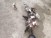 Domestic Muscovy — 3-rasm