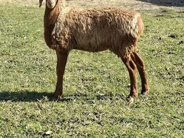 Bélier, Moutons