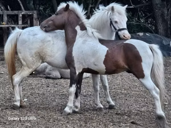 Klisna, Welsh Mountain Pony