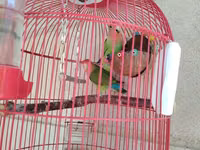 Məhsul: Qırmızı asma quş qəfəsi aksesuarlar, 1 cut popuqaylar lovebird — 照片 3