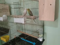 Her qusun altinda 5 bala var bunda elave 3 dene elave kletka pay — foto 2