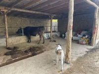 Sigir, Swiss cattle — 1-rasm