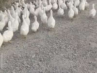 Nemis Pekin — 2-rasm
