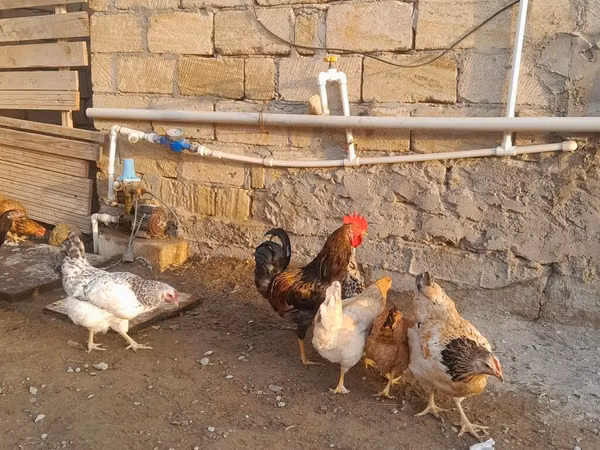 Chickens