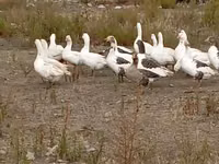 Geese — புகைப்படம் 3