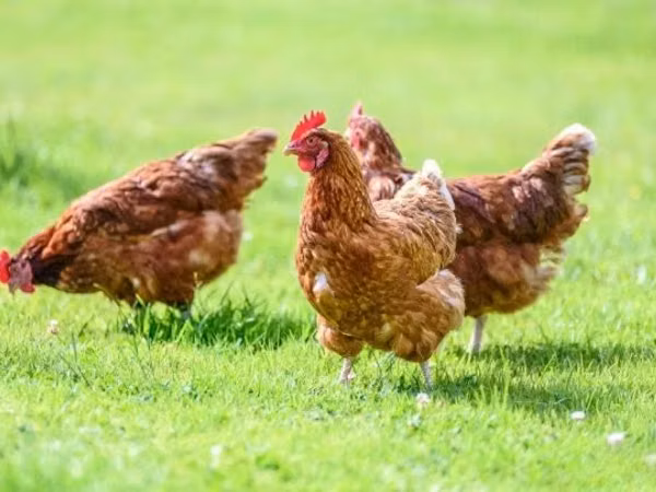 Chickens