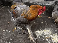 Brahma — Foto 1
