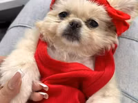 Reyal alıyıcıya endirim olunacaq Golden Pekinisdi üstündə daşıma — сүрөт 1