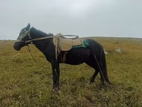 Kůň, Koně — foto 2