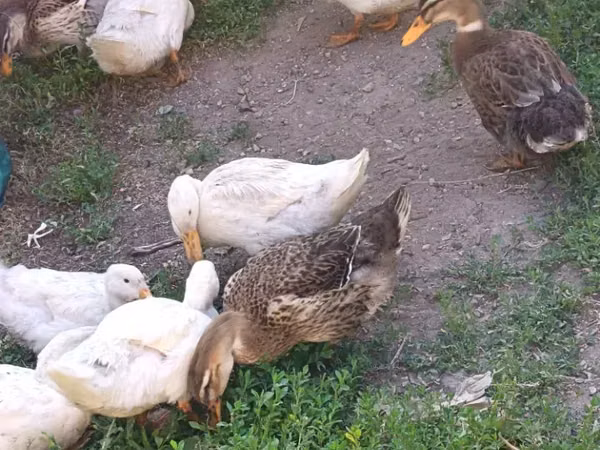 Ducks — அர்மேனியா