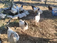 Chickens — zdjęcie 1