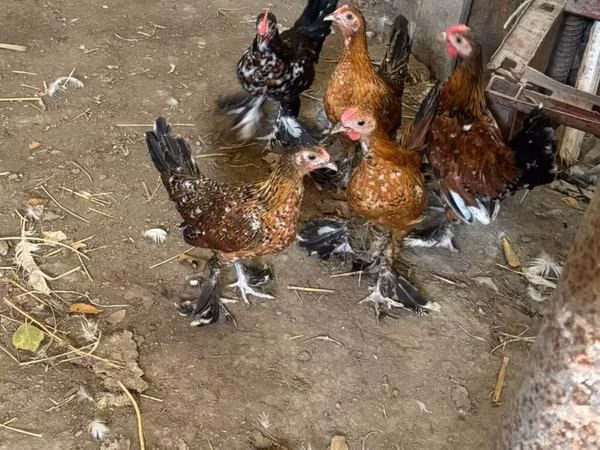 Bantam japonesa