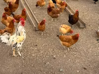 Chickens — foto 2