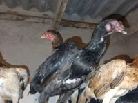 Chickens — foto 3