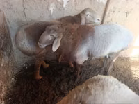 Ovejas (lote, sexo no especificado), Arashan sheep — foto 2