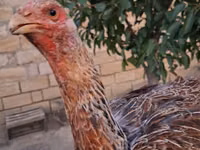 Guinea fowl — الصورة 2
