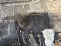 Toro, Raza rojo-moteada — foto 5