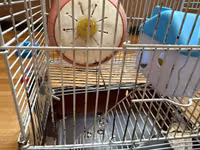 Hamster üçün tam dəst 2 mərtəbə qəfəs - Metall karkaslı, çıxarılan — фото 4