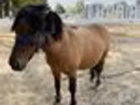馬（ロット、性別未指定）, Australian Pony — 写真 6