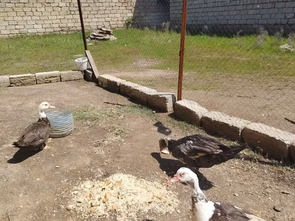 domácí kachna pižmová — Ázerbájdžán